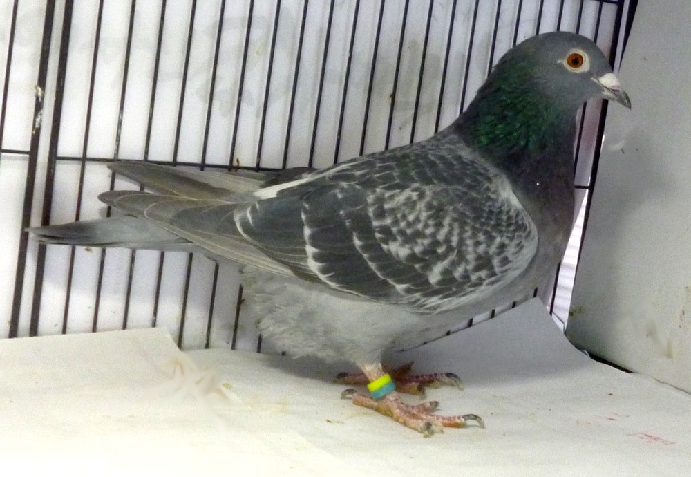 �e�[�R�R�@�p�[�t�F�N�g�j�V�r�E�������[�K�[���n