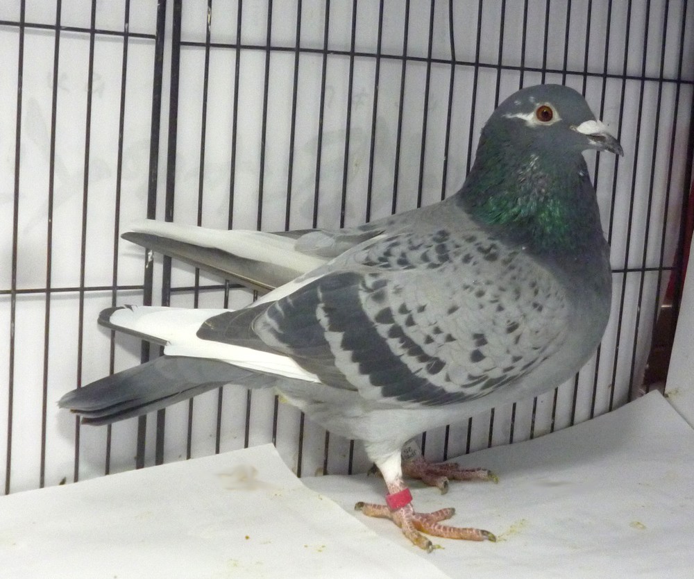 F�[�S�Q�@�f�X���^�[�E�J�X�ߐe�@���X