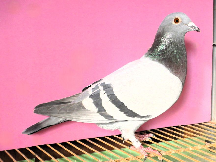 ���I�E�Q���[�h�E�R�b�N��~�K�X�g���E�t�@���f���@�E���[��(�J�[�X�u�[�����̑�) B ��