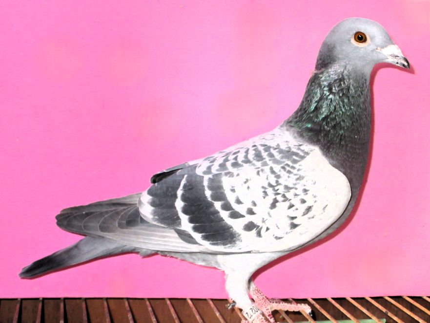 ���I�i���h��(�o���Z���iN4�N�A������)�̒��q�~���[�h�o���J���̖� BC ��