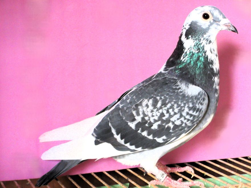 ���I�i���h��(�o���Z���iN4�N�A������)�̒��q�~���I�i���h���̖� BCW ��