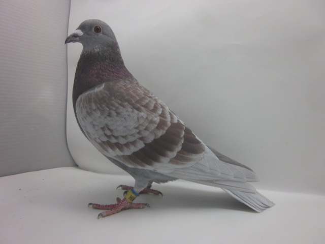 ���b�h�E�\�b�N�X�W�W�W