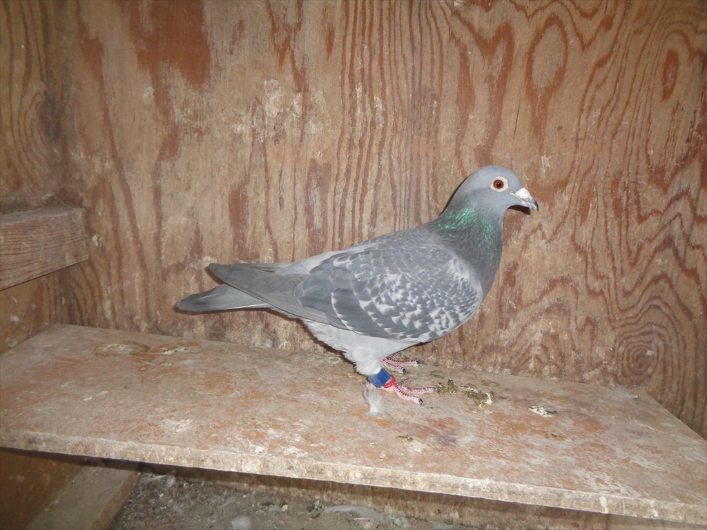 15KA37147 DC ���@�t�@���u���A�[�i�̃V���[�x���̑�