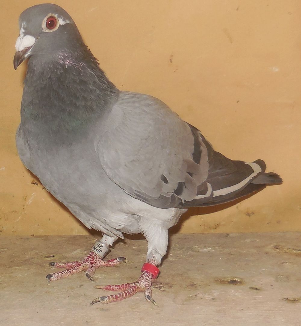 �W�m�E�N���P�i100%�j�������n�i���e��є��ɍ�j�@���X�@�@�Ⴞ��܃��t�g