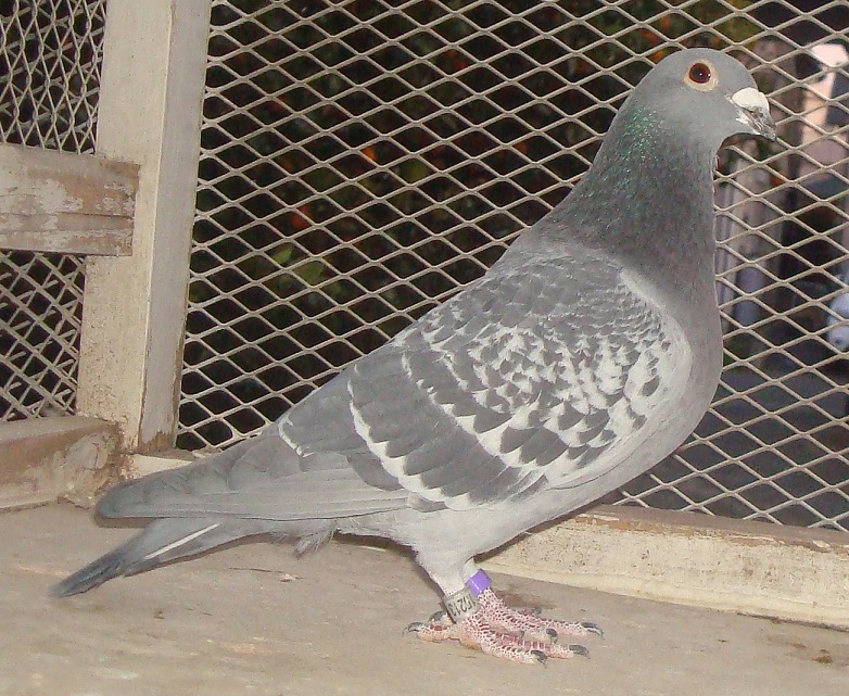 �����e���ɓ����{CH�����A���{�ŗD�G���Ɂ@��ʘA���A�V��繫���ɂ̔�ы�