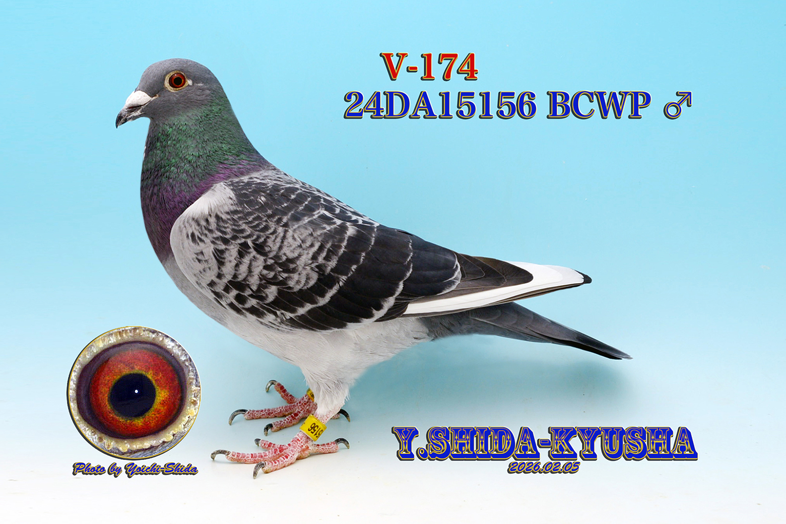 V-174 ☆★1,000K総合優勝ファンタ号の孫❎21年ジャパンC総合優勝の全姉妹直仔★☆