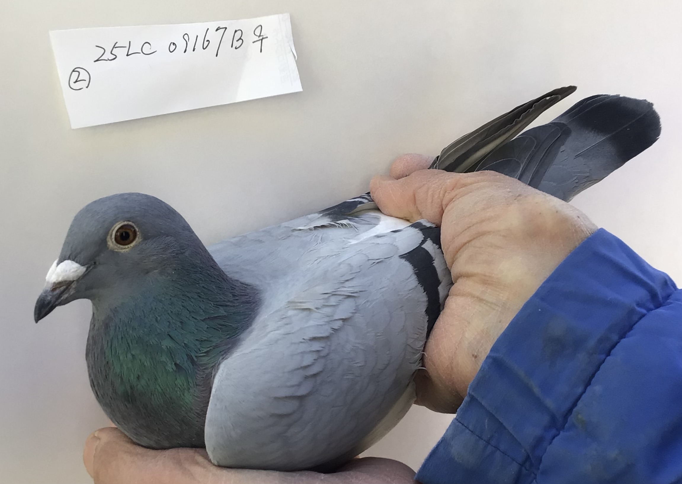 ���H���[�X����5�ʒ��e 25LC09167B��