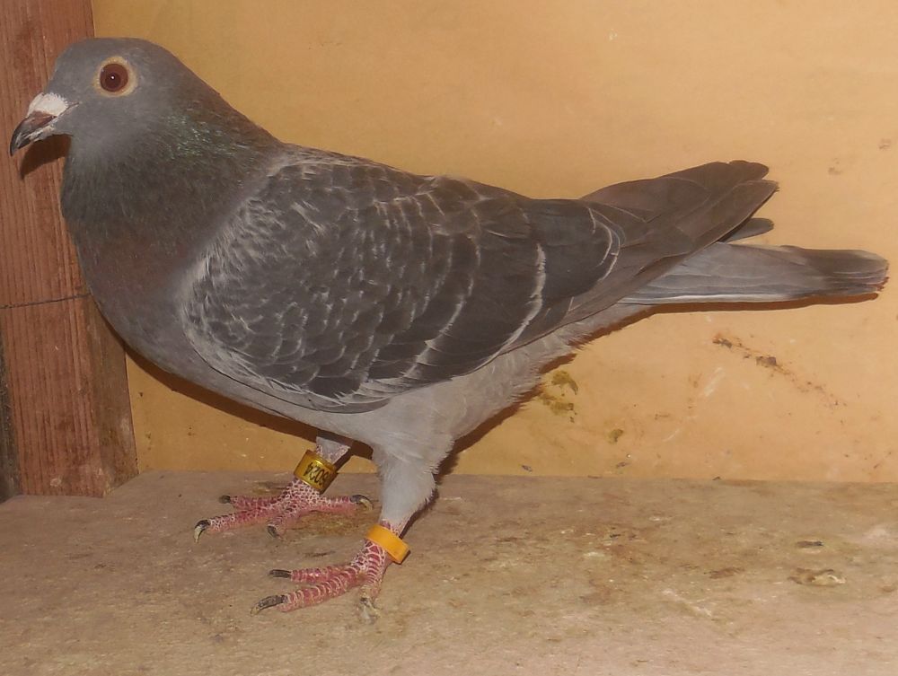 �X�[�p�[���[�Y���[�}�j�A�ߐe���[�}�j�A�u���b�N�n(���e�牮���i���ɍ�)�@���X�@�@�Ⴞ��܃��t�g