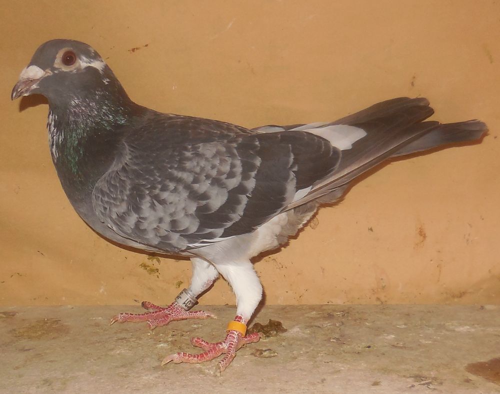 �W�m�E�N���P�n�������n�@�@�@�@�Ⴞ��܃��t�g