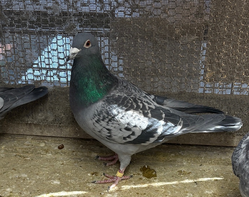 �ɉꍑ��CH700K�D��X����GP800K�A��12��