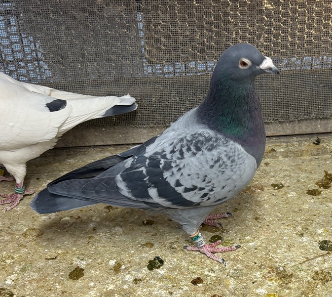 ����400�����Œn��N�����D��X���ԏܑ���2�ʑ�3�^�C�g���E597