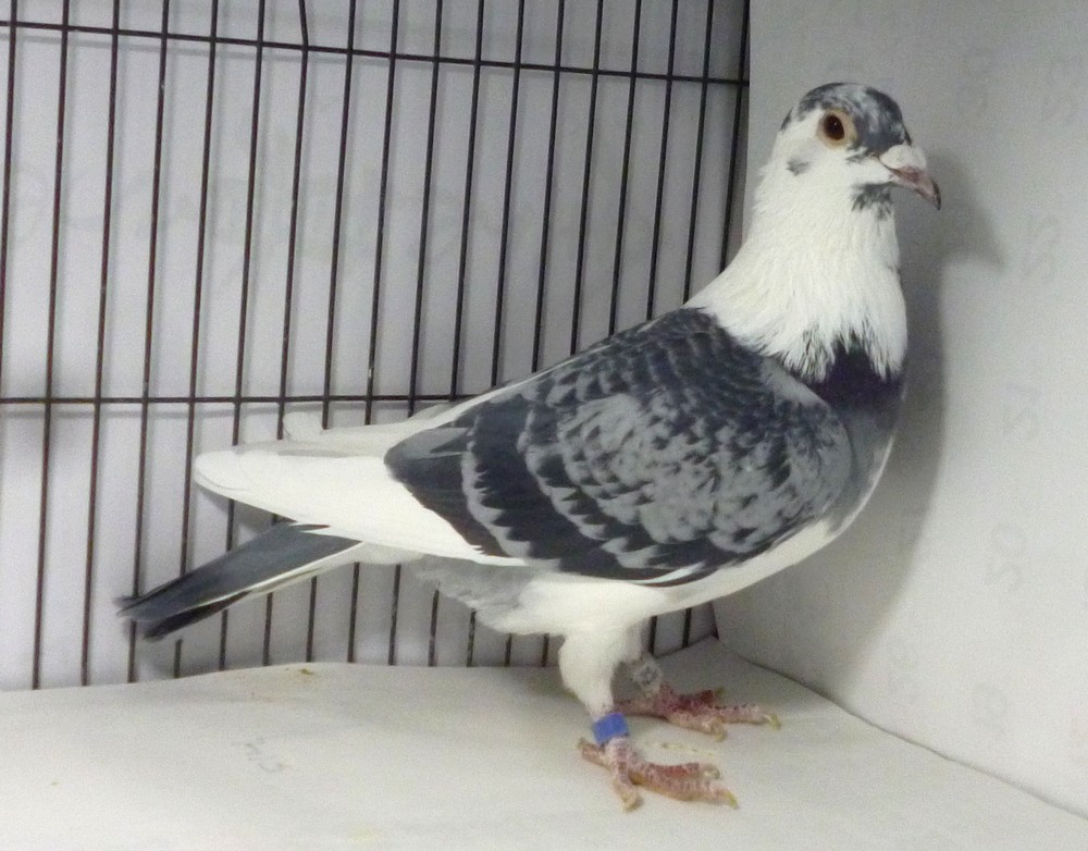 �e�[�T�R�@�D�����b�`�E�X�[�p�[���f��