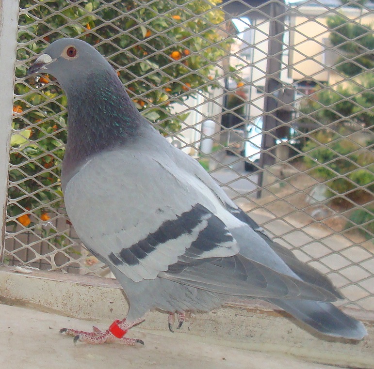 	�������{�t��GN�P�P�O�OKm�A����D���A��ʘA���P�S�ʂ̒��q