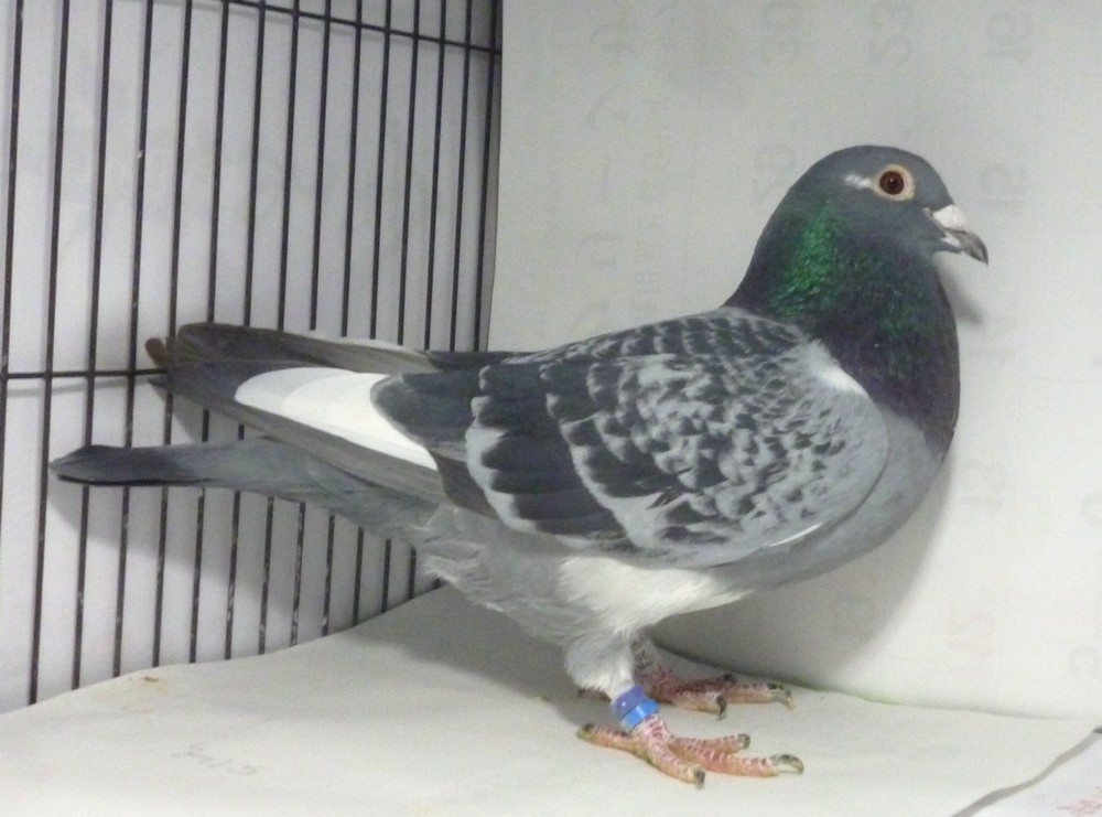 �e�[�T�S�@�O�c�@�c���܁@�S���D����