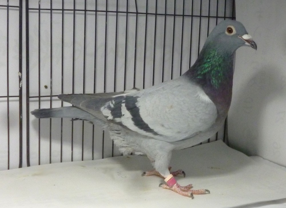 �e�[�T�V�@���яd���n���[�n