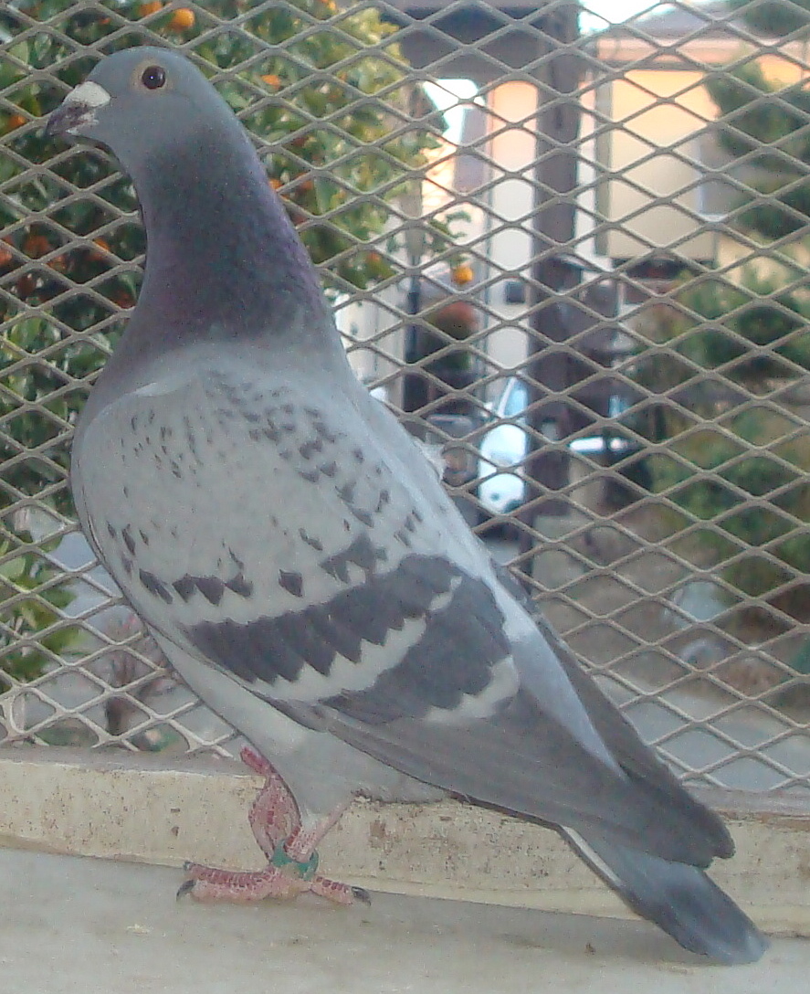 �����e���ɓ����{CH�P�O�O�OK�Q��L�^�A���e���ɉ��ׂW�O�O�OK�̋L�^