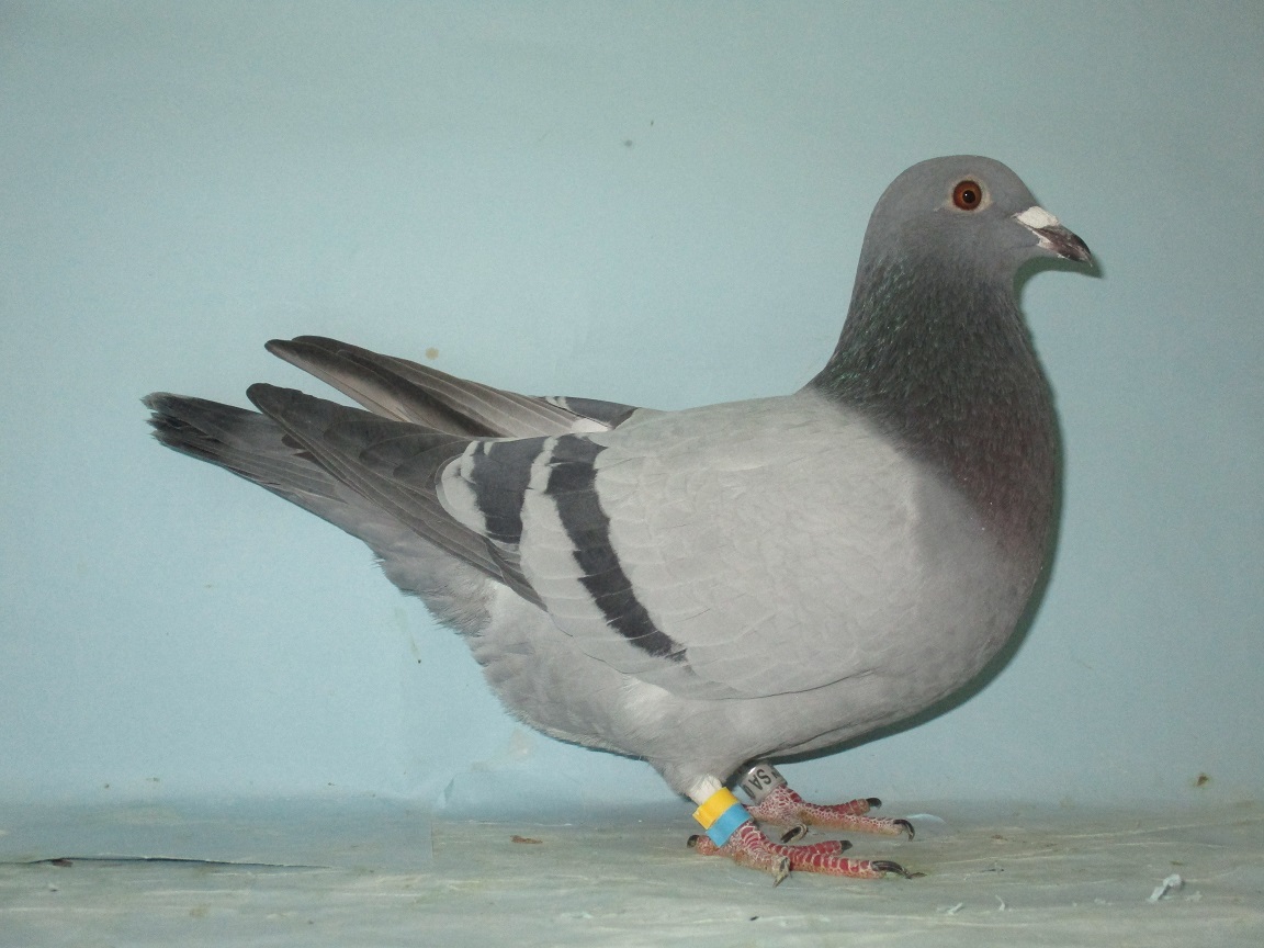 �W�m�[�N���P�̃R�[���f���L���O�ٕ̈��Z��~�T�O�O�j�q���Q�ʂ̖�