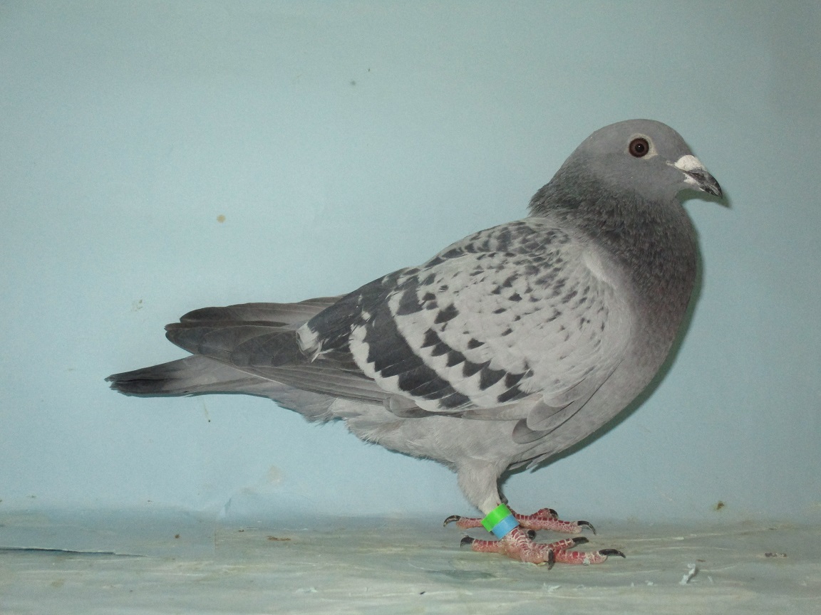 �l�E���H�[�e����f���E�u���[�W���A�f���E�A�h�̑��~�T�O�O�j�q�������Q�ʂ̖�