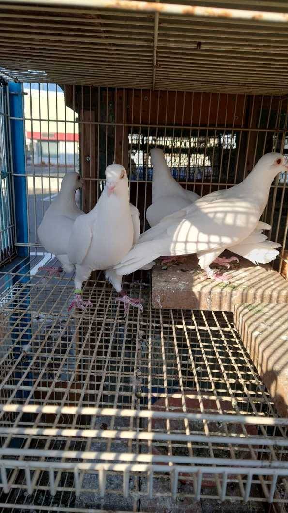 �����S�H�܂Ƃ߂āi�ϑ��̔��j���݂̂̂ł��B