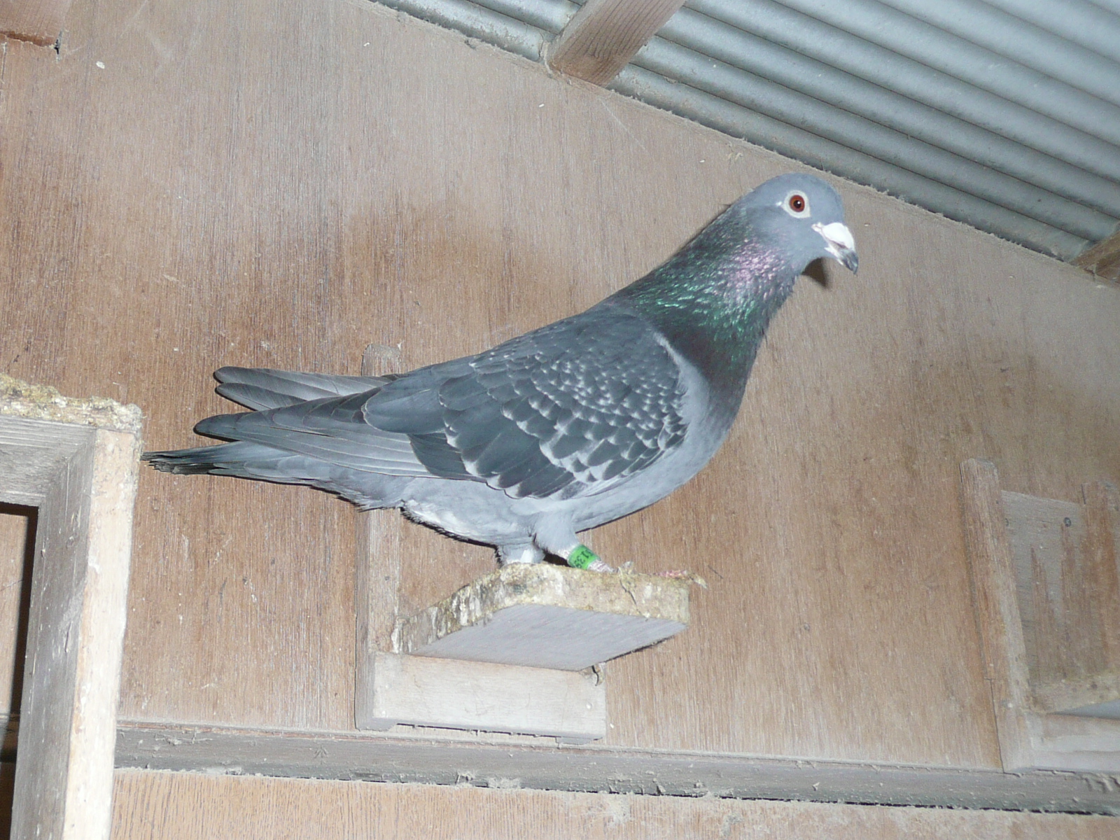 02-09  �������t�@�[�X�g�E�t���C�g���ߐe