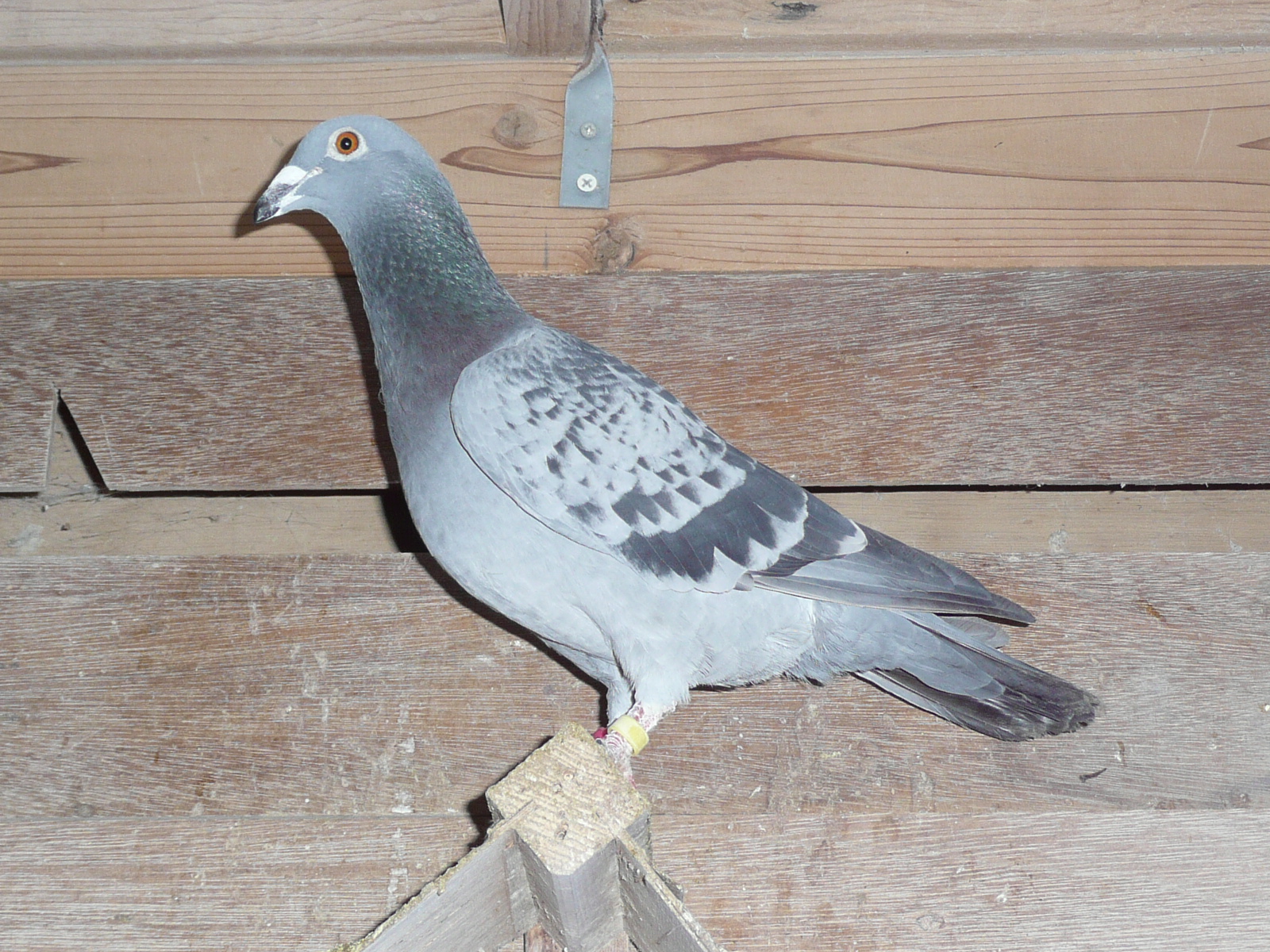 02-10 �v���g���ߐe