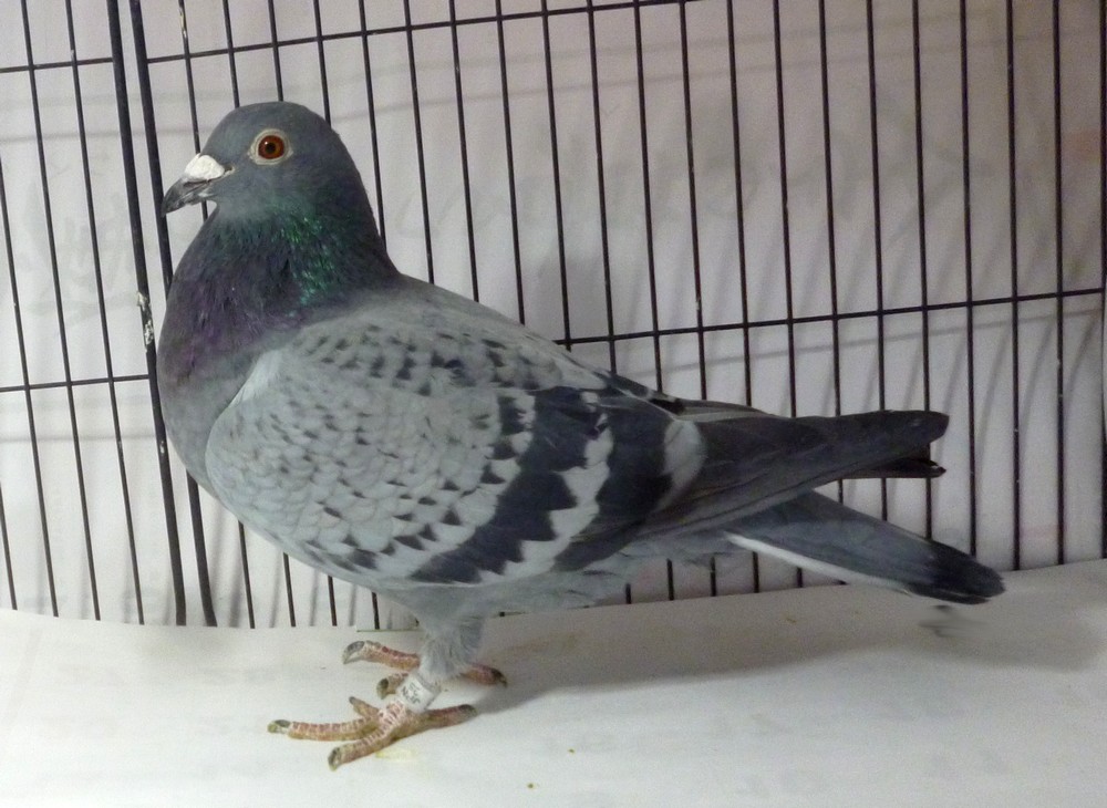 �e�[�U�Q�@�j�V�r�E���^�[���n