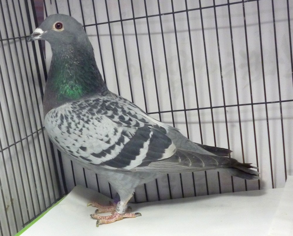 �e�[�U�S�@�n�[�Q���X�E�u�����w�}���@�v�T���i��