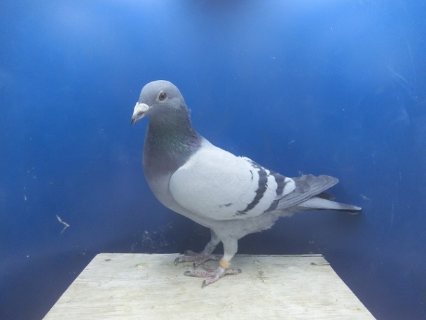 �i�S�W����X�n�k�������e�jX�i���g��X�X�s�[�f�B�[���j