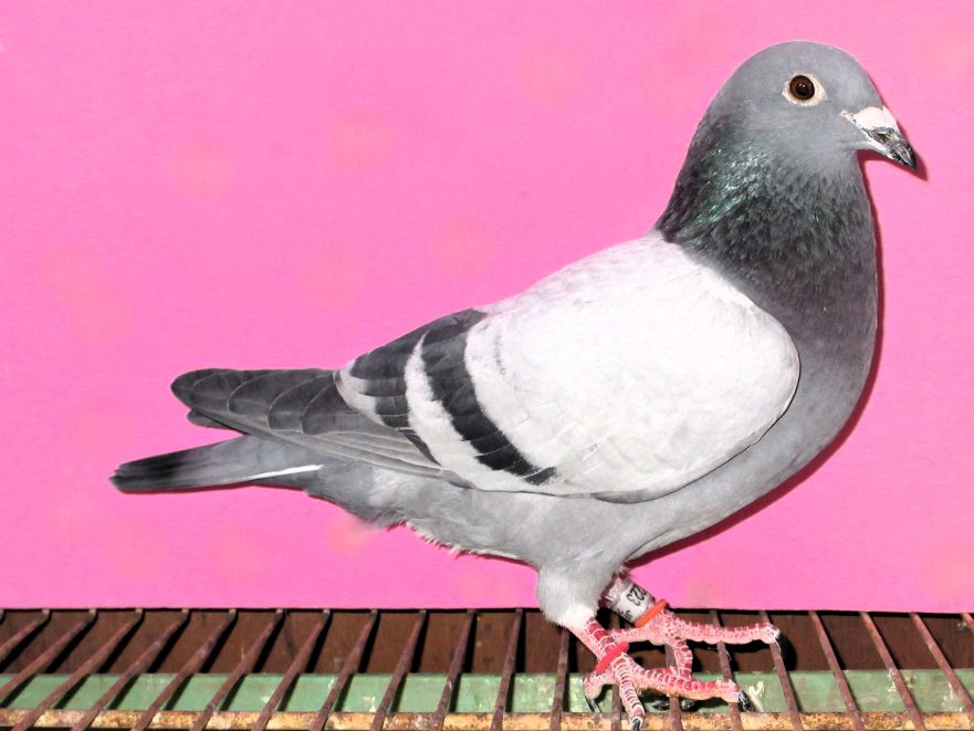 ��ѓo��(�|���V�F911���̒��q�~�|���V�F�J�C�G�����̖�)�~�j���[�t���f�B�[���̑� B ��