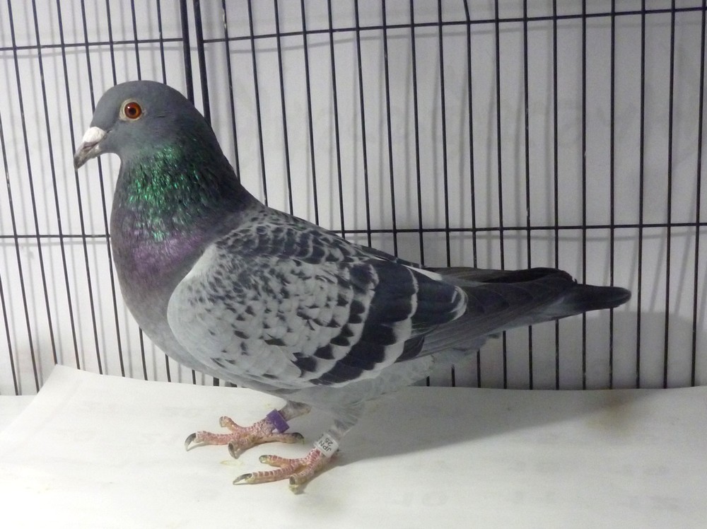 �e�[�U�T�@�f�m�����D�����@���X�J�C�p�[�E����J�J�C�p�[�n