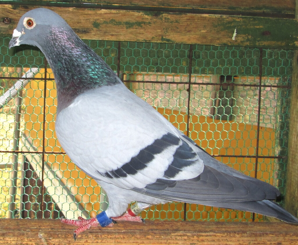 �G�W���o���n�B�L���C���^�[�i�V���i�����t�g100km�`400km�܂ŋL�^�B