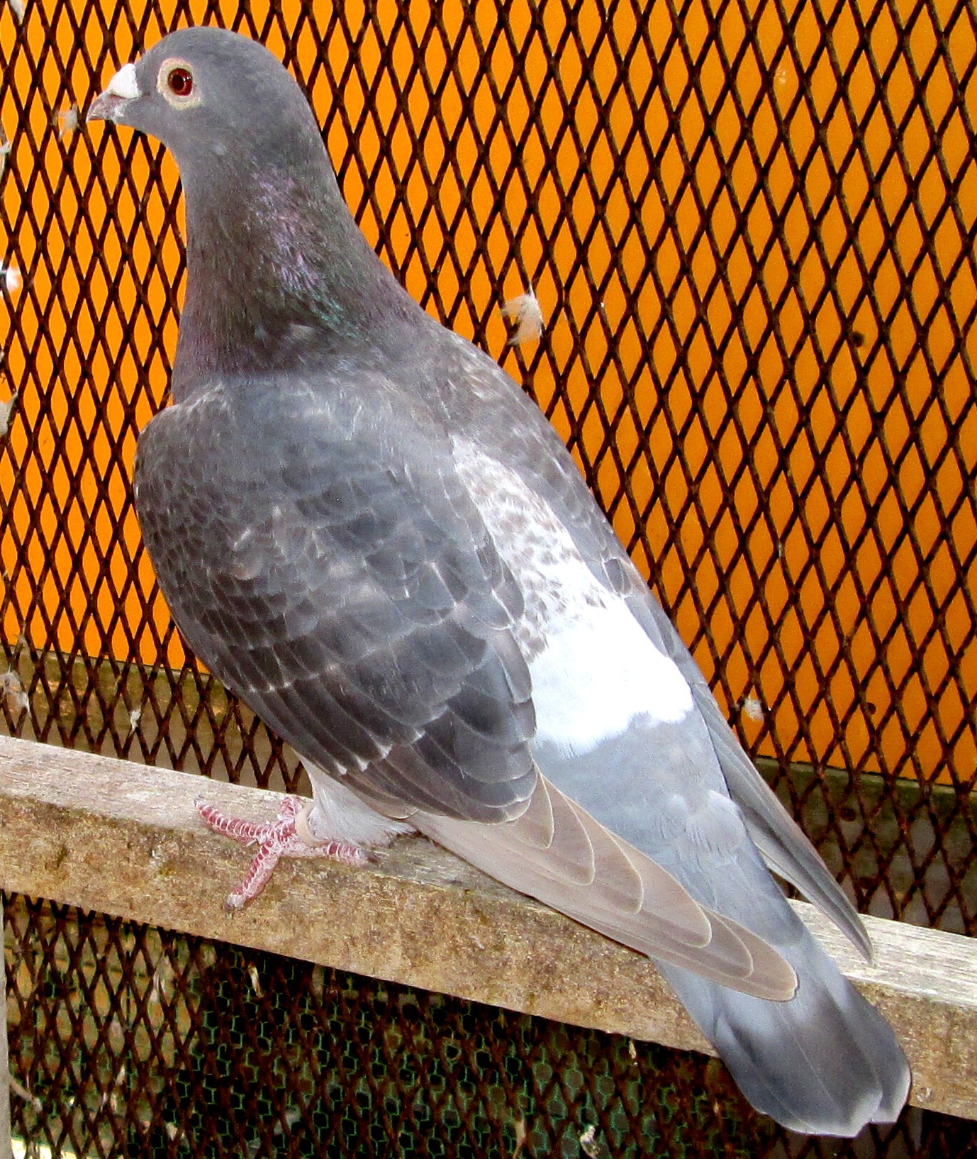 �G�W���o���n�B�ϑ��ɋ����n���ł��B