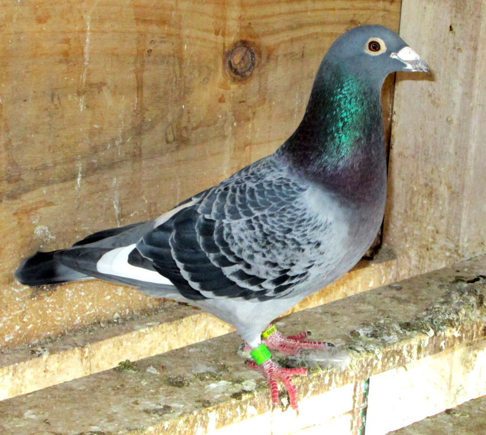 ��t���̋����v���W�f���g���t�g��̔��ł��B