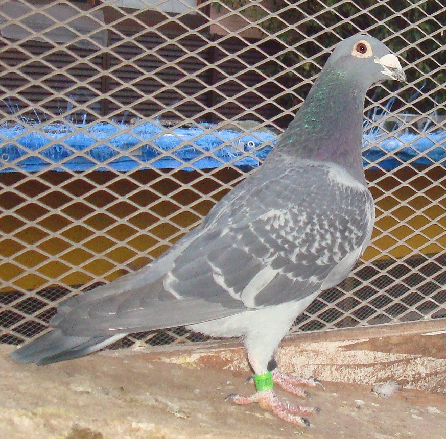 �����t�@�[�X�g�t���C�g�����Z���@�S�Ė����̃��C��