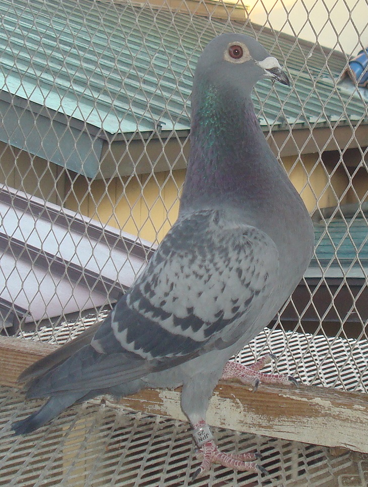 	��AAA���t�g�̏������Z���@AAA���t�g�̑�\�픵�h�E�v���g���A���C�v���g���̋ߐe�ɂȂ�܂��B