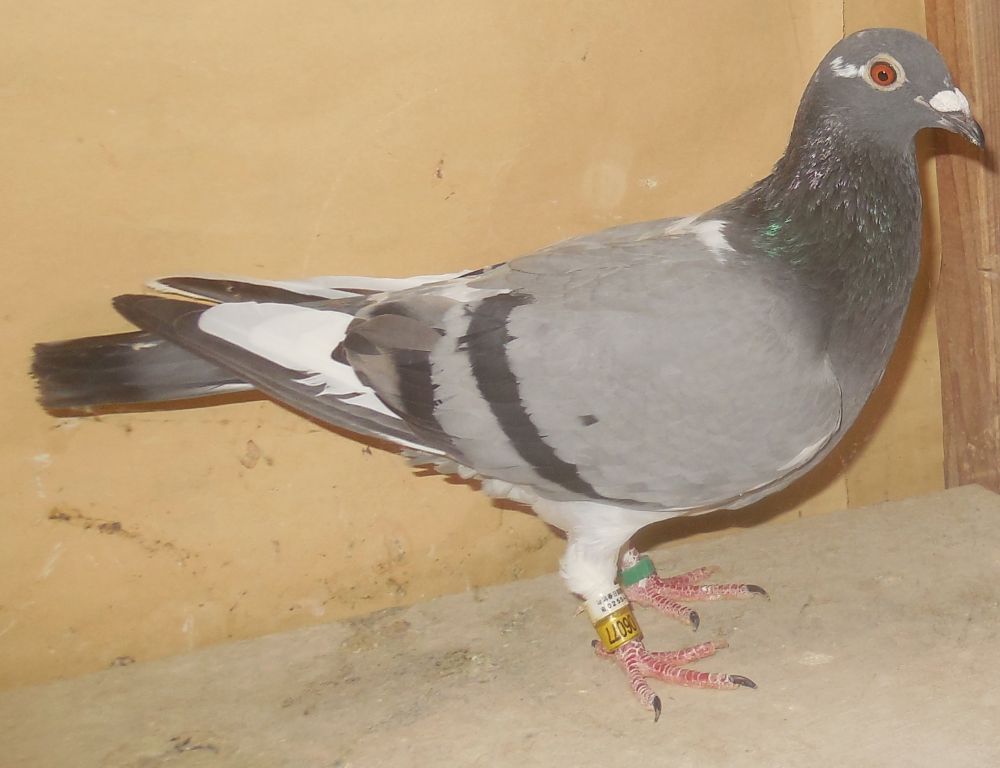 四国の貴重な破天荒系(純ゴードン系)(祖父・祖母等林英司鳩舎)メス (雪だるまロフト)