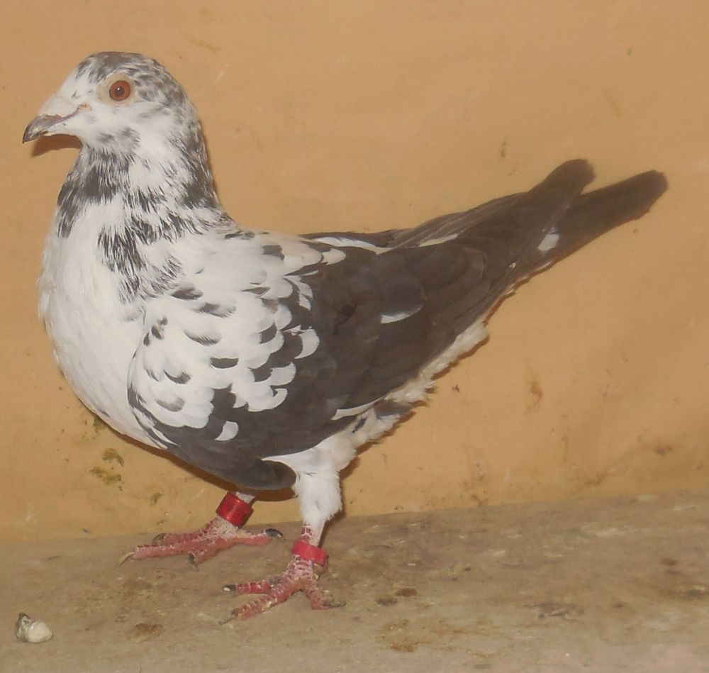 �픵�Ƃ��Ďg���Ă��܂����B��Β������n�@���X�@�@�@�@�Ⴞ��܃��t�g