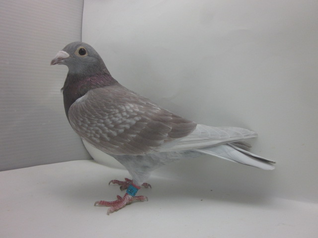 純ポール・シオン系