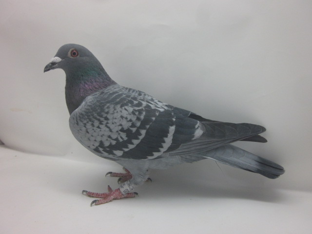 �G�e�B�G���k�E���C�����[�����ԏܑ����D�����e