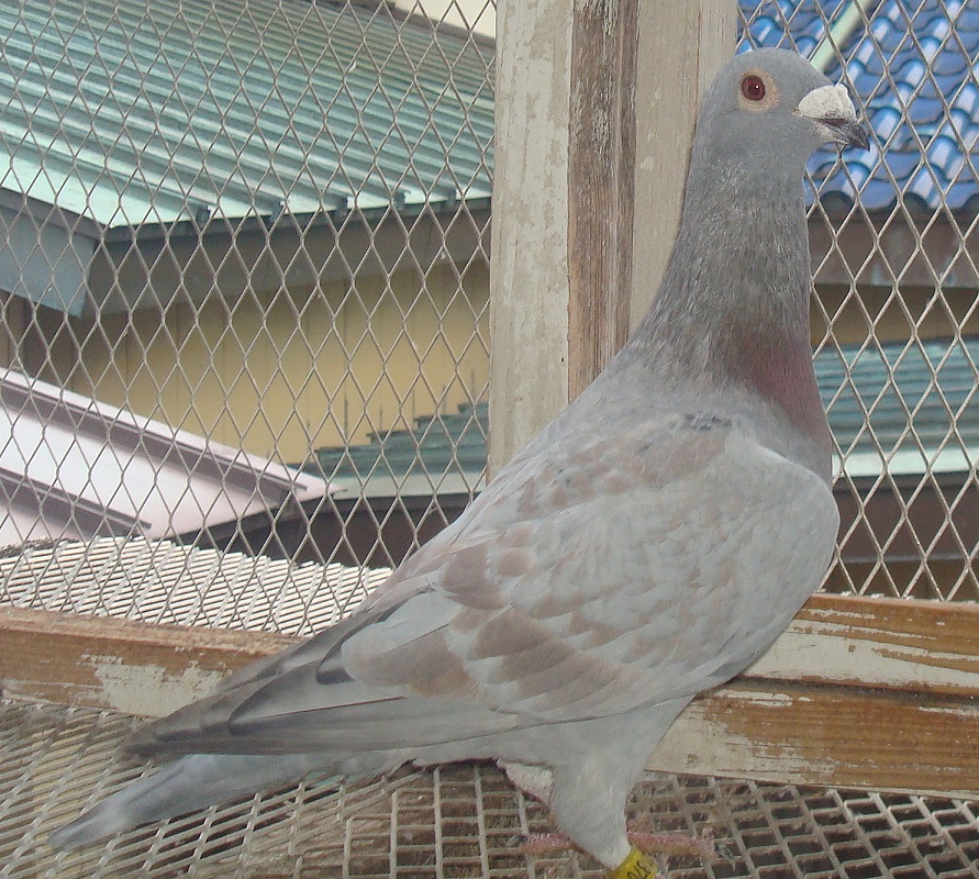 ���������Z���A�����Z����̃����O�V�����e���[���ƃ����Z����̃V���[���[�V�����e���[���̋ߐe