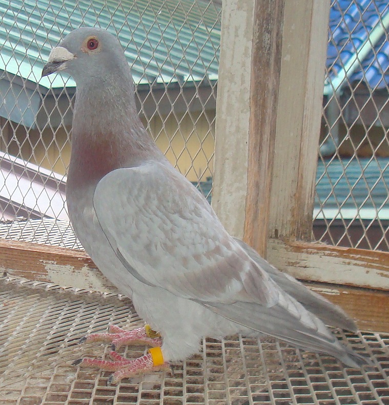 	���������Z���A�����Z����̃����O�V�����e���[���ƃ����Z����̃V���[���[�V�����e���[���̋ߐe