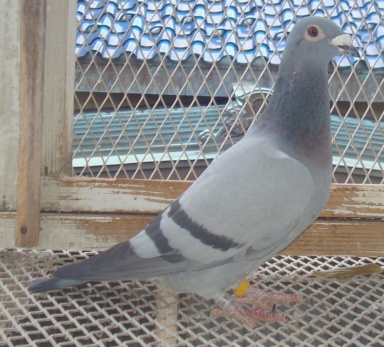 ������AAA���t�g�A��\�픵�{�[�h�������E�}���[���C�[�Y���̌Z��|���ɁI