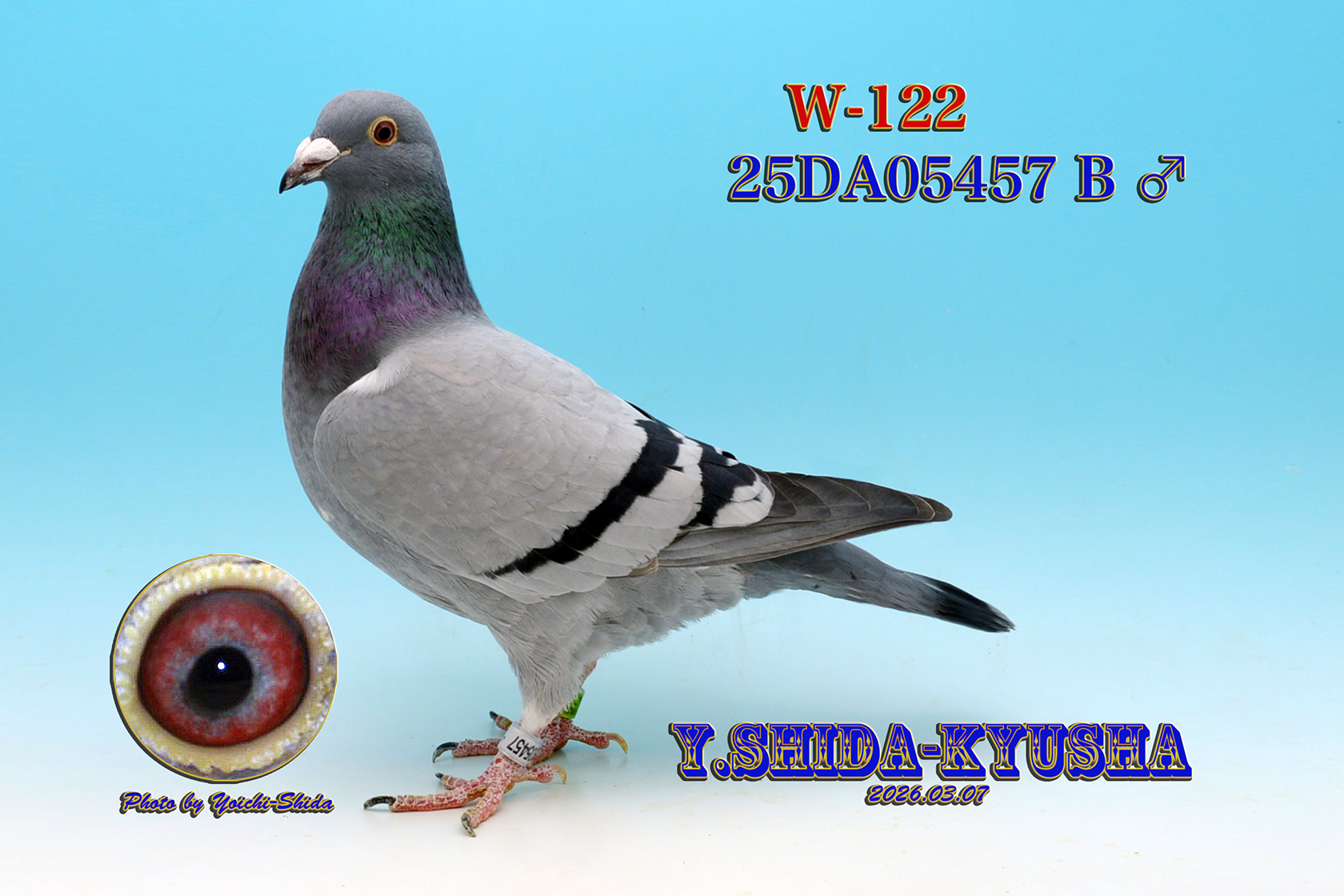 W-122 ����1,400K�����D���t�@�[�X�g���f�B�[���E�S�P���ߐe����