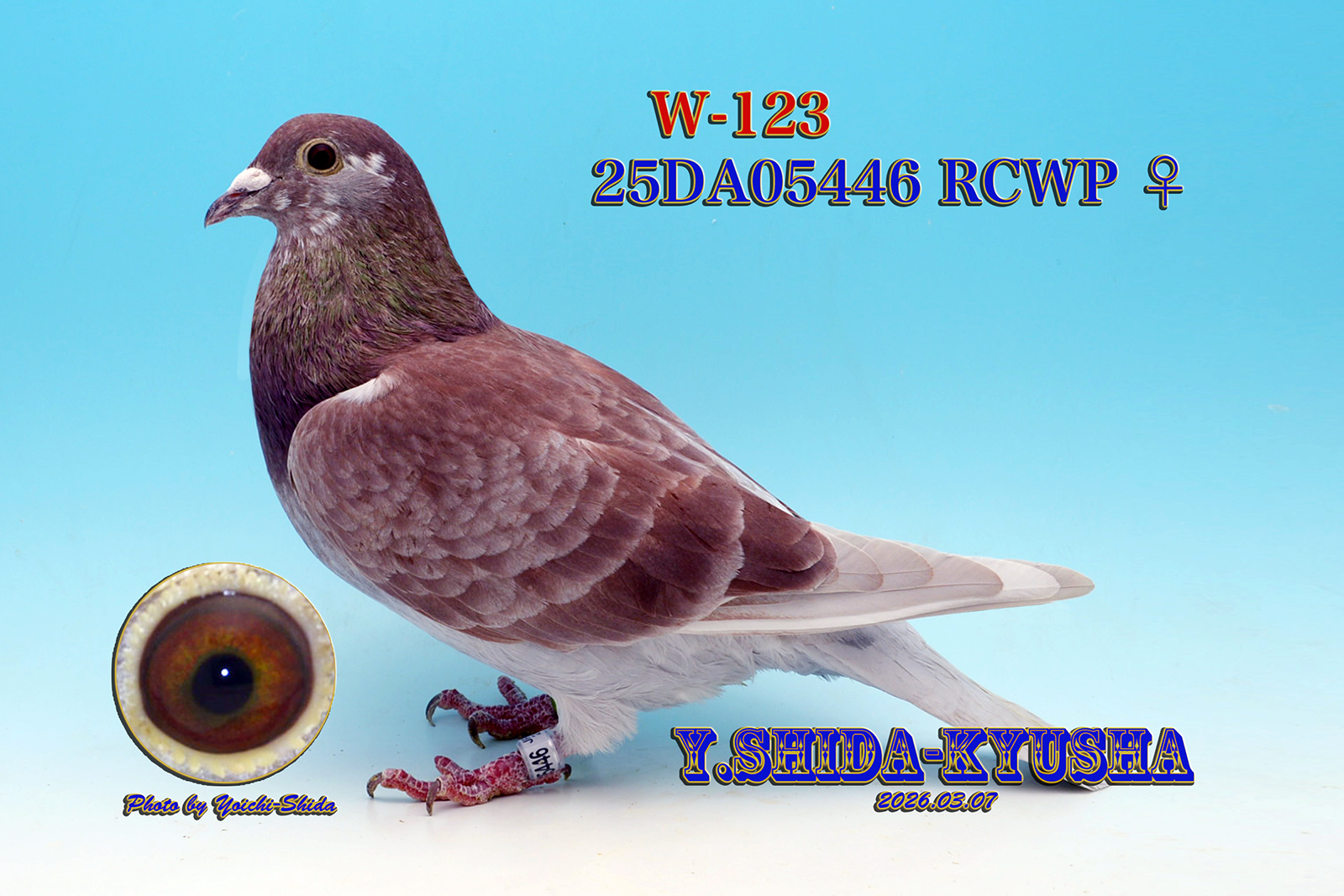 W-123 �����c���� ���] 1,000K �����D�����e❎�ɉ�V���o�[�ߐe����