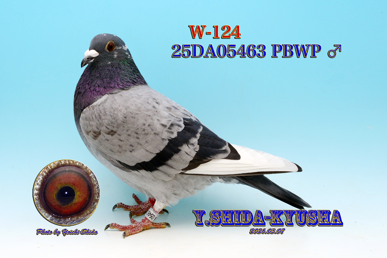 W-124 �����G�W���o���n�r�b�N�q�[���[���e❎�`���R���C���E�G�W���o���n����