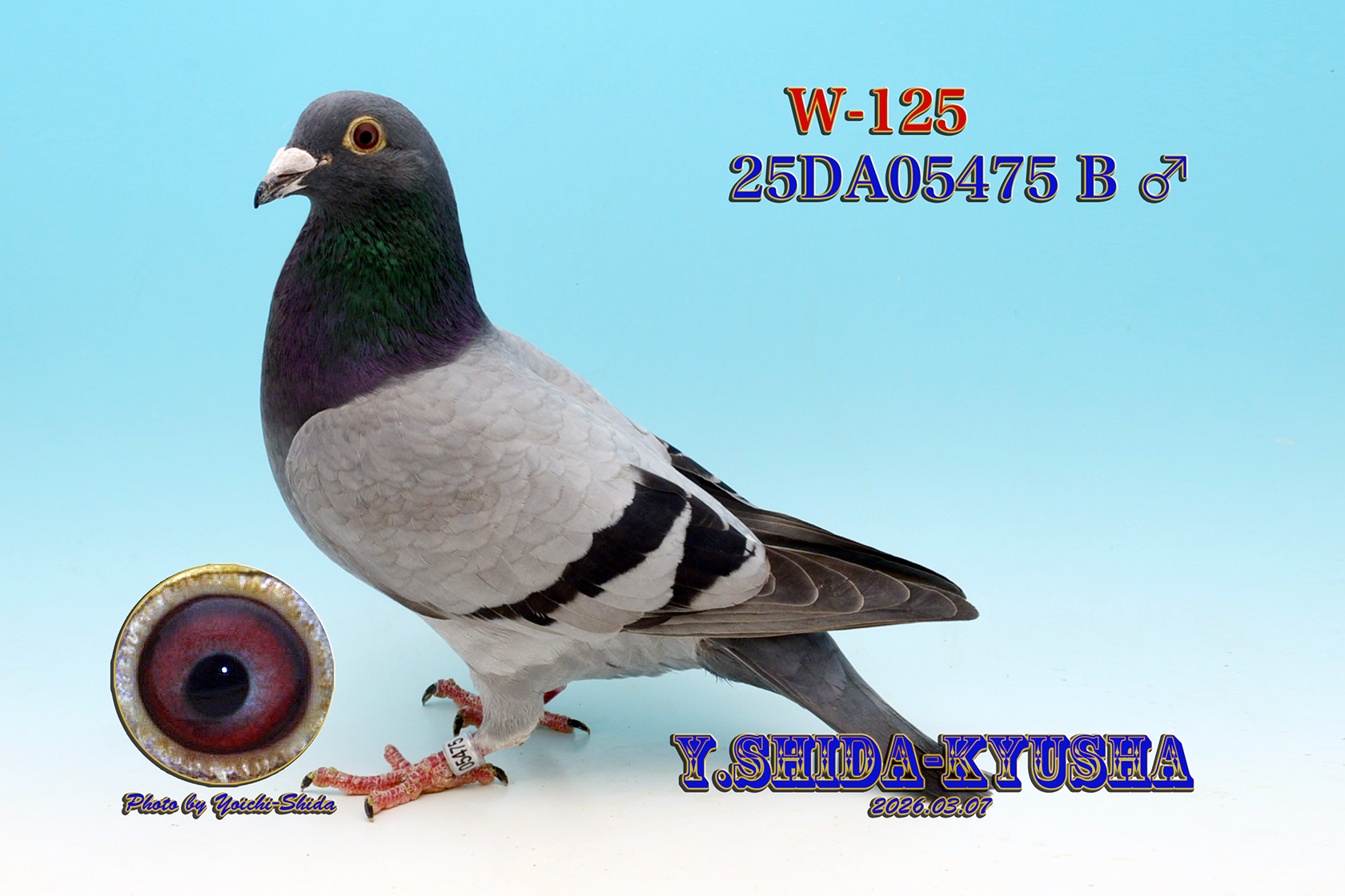 W-125 ��������ы؃����Z���Z�� �����O �V�����e���[�n❎��h���[�����S�Z�풼�eAAA�n����