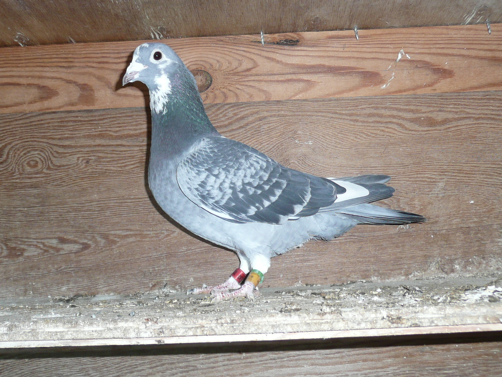 02-11 �������Z��