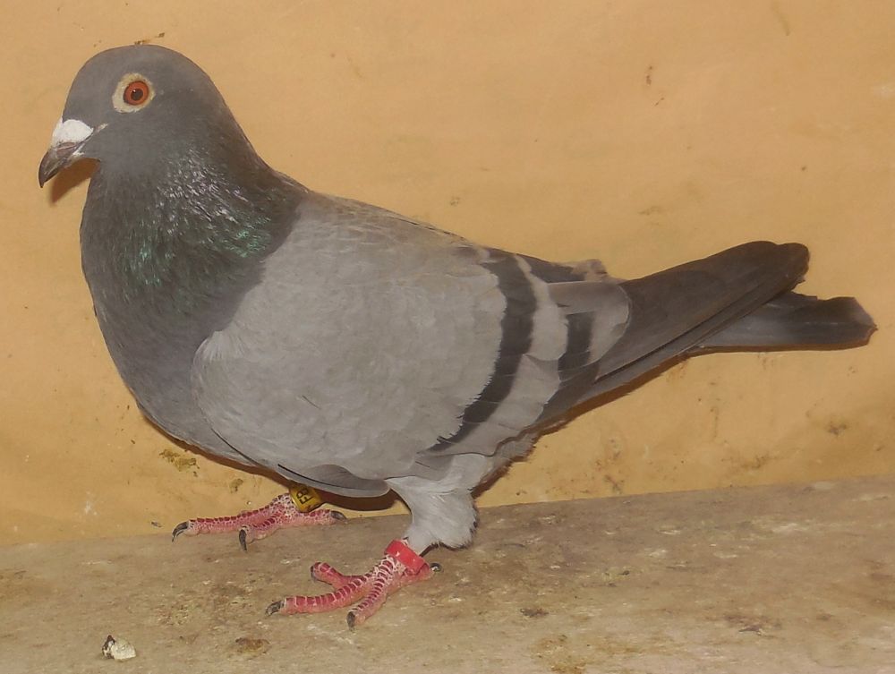 �l���̋M�d�Ȕj�V�r�n�i���S�[�h���n�j�i�c���E�c�ꓙ�щp�i���Ɂj�@�@(�Ⴞ��܃��t�g)