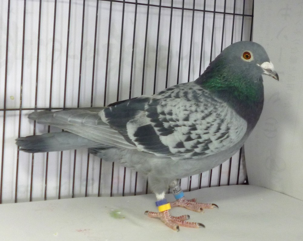 �e�[�U�X�@㋖�n�@��ы�