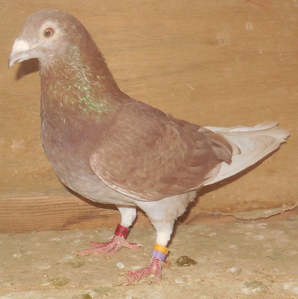 �X�[�p�[���[�Y���[�}�j�A�ߐe���[�}�j�A���b�h(���e�牮���i���ɍ�)�@�@�Ⴞ��܃��t�g